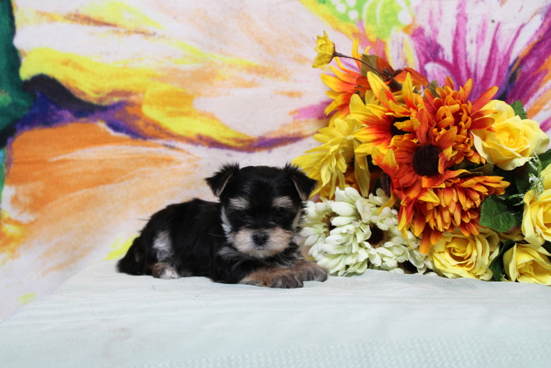 puppy, for, sale, Morkie, Matthew B. Stoltzfus, dog, breeder, Gap, PA, dog-breeder, puppy-for-sale, forsale, nearby, find, puppyfind, locator, puppylocator, aca